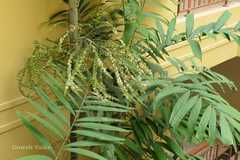 Ptychosperma macarthurii